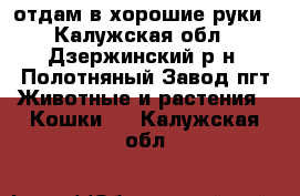 отдам в хорошие руки - Калужская обл., Дзержинский р-н, Полотняный Завод пгт Животные и растения » Кошки   . Калужская обл.